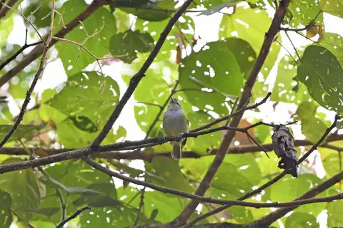 Yellow-rumped Antwren