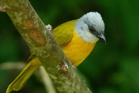 Grey-headed Tanager