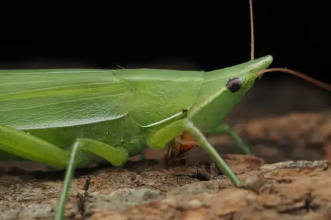 Irritating Grasshopper
