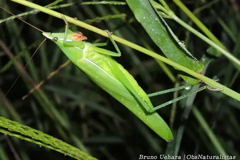 Euconocephalus varius