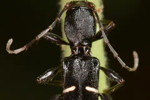 Euderces picipes
