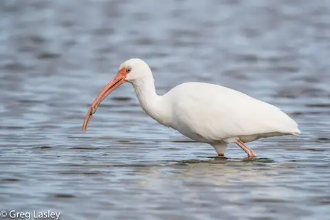 American White Ibis