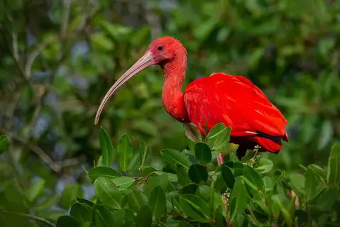 Scarlet Ibis