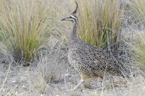 Elegant Crested Tinamou