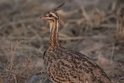 Quebracho Crested Tinamou