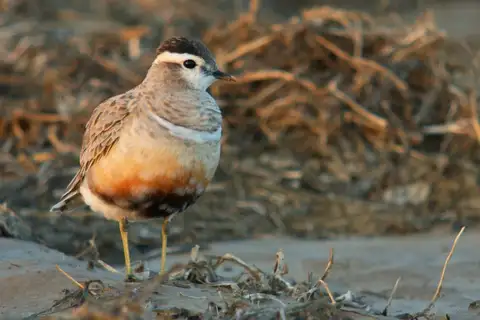 Eurasian Dotterel