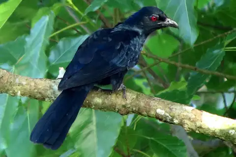 Black-billed Koel