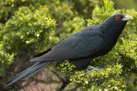 Pacific Koel