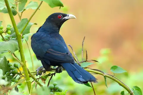 Asian Koel