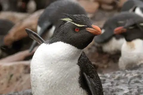 Western Rockhopper Penguin
