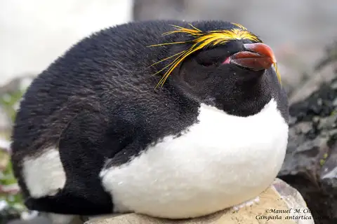 Macaroni Penguin