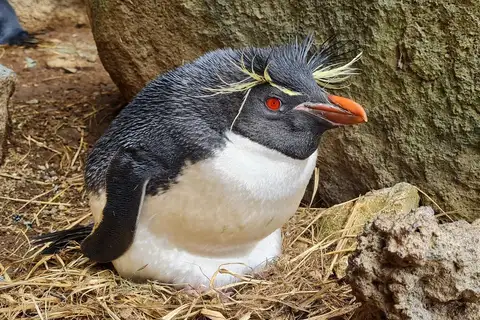 Eastern Rockhopper Penguin