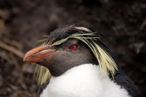 Northern Rockhopper Penguin