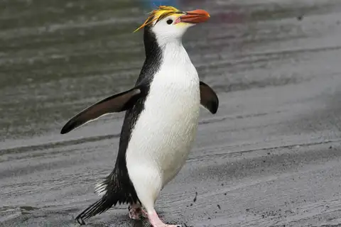 Royal Penguin