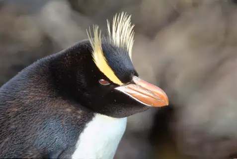 Erect-crested Penguin