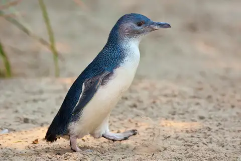 Little Penguin
