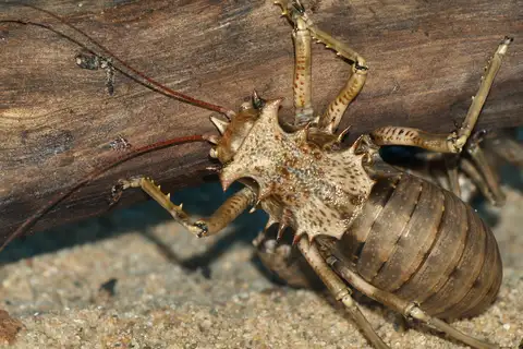 Eugaster spinulosa