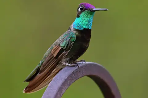 Rivoli's Hummingbird