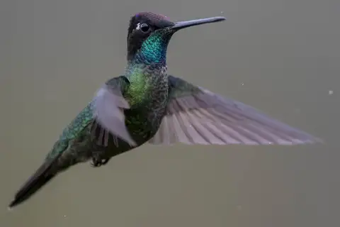 Talamanca Hummingbird