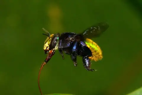 Three-sectioned Orchid Bee