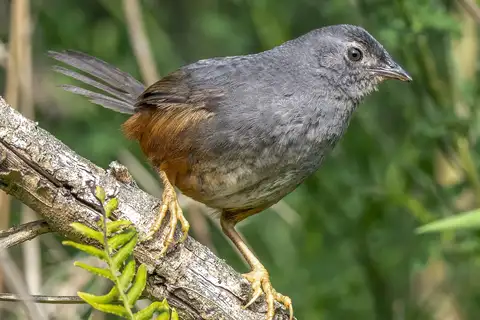 Ochre-flanked Tapaculo