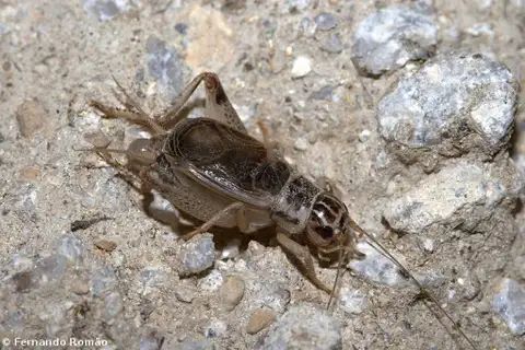 Eugryllodes escalerae