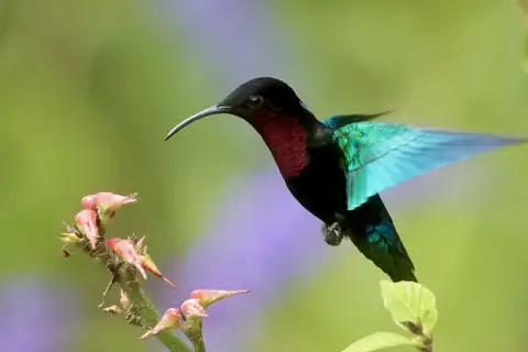 Purple-throated Carib