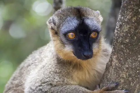 Common Brown Lemur