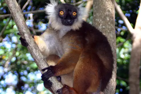 Black Lemur