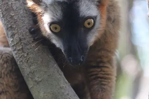 Red Brown Lemur