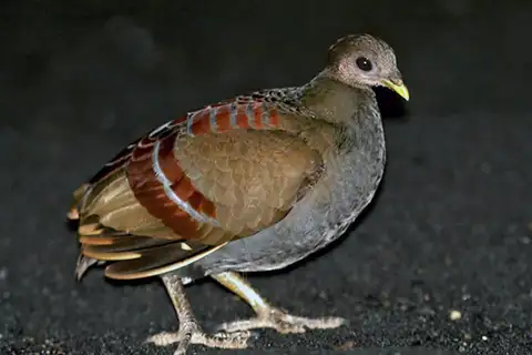Moluccan Megapode