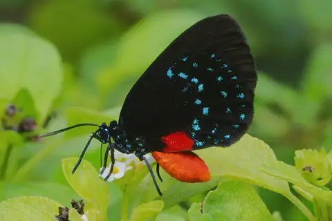 Atala