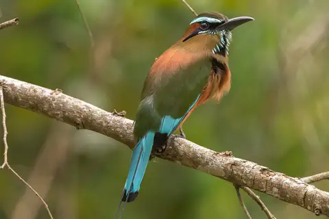 Turquoise-browed Motmot