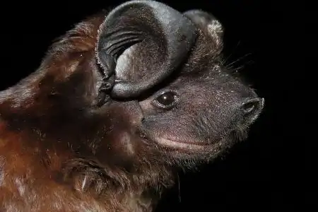 Black Bonneted Bat