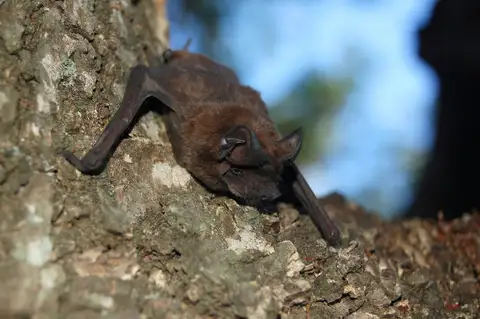 Dwarf Bonneted Bat