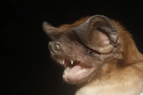 Fierce Bonneted Bat
