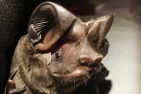 Florida Bonneted Bat
