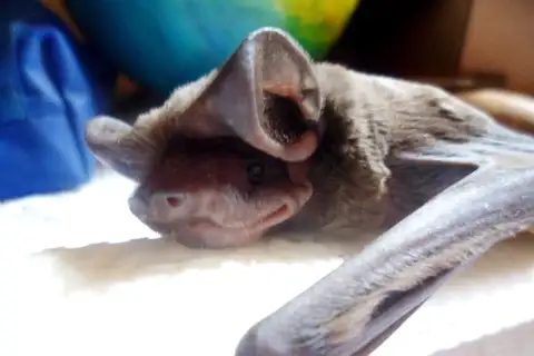 Wagner's Bonneted Bat