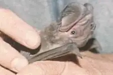 Western Bonneted Bat