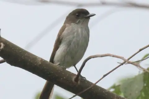 Buru Jungle Flycatcher
