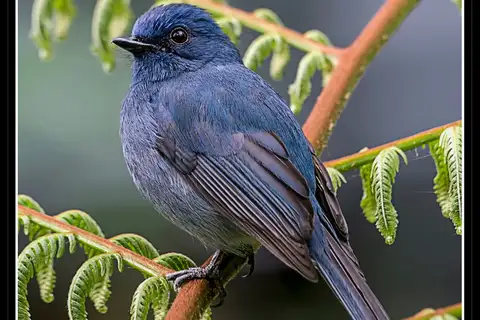 Nilgiri Flycatcher