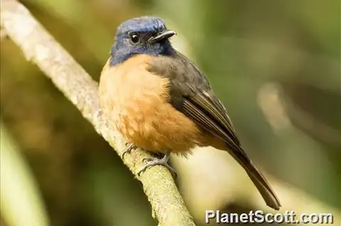Blue-fronted Blue Flycatcher