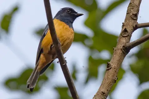 Timor Blue Flycatcher