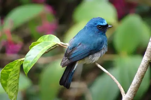 Indigo Flycatcher