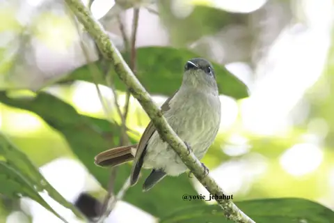 Flores Jungle Flycatcher