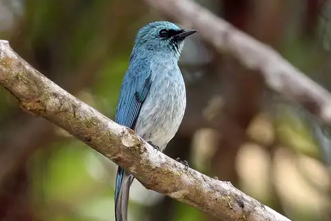 Turquoise Flycatcher