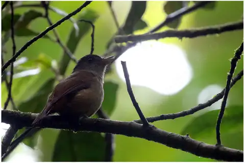 Matinan Blue Flycatcher