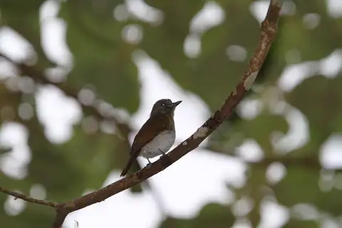 Sumba Jungle Flycatcher