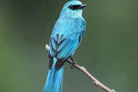 Verditer Flycatcher