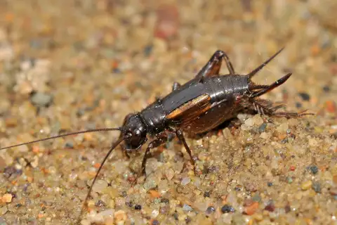 Carolina Ground Cricket